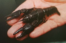 Investigation launched after 600 dead crayfish are found in Cavan