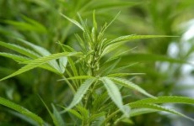 Cannabis plants with street value of €600k seized in Laois