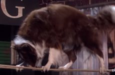 The Britain’s Got Talent dog-swap controversy has gone all the way to the top