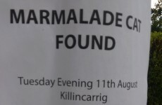 So here's how NOT to tell someone their cat is dead