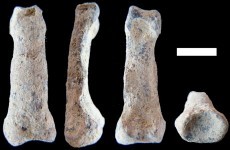 The oldest 'modern' hand in the world has been discovered