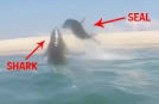 WATCH: This seal had a very lucky escape from a shark