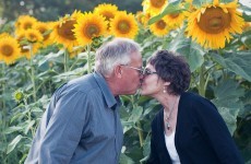 Husband makes heartwarming tribute to late wife with seven kilometres of sunflowers