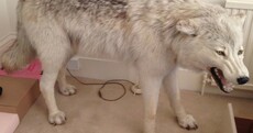 Woman brings men home to her flat, they 'steal her €45,000 stuffed wolf'