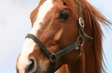 Horse put down after being stabbed and 'sexually violated'