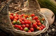 Grow your own divine tomatoes at home and leave the consumer-bred blandness of the supermarket variety behind