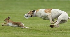 Ongoing legality of wild hare coursing sums up this government's contempt for our natural heritage