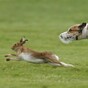 Ongoing legality of wild hare coursing sums up this government's contempt for our natural heritage