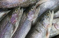 3,700 fish found dead in river after suspected chemical discharge