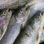 3,700 fish found dead in river after suspected chemical discharge