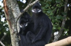 This pair of Langurs have just landed in Cork