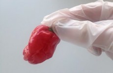 Here’s what happened when we tasted the hottest pepper to go on sale in Ireland