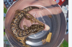 This story of a lizard getting trapped inside a man's leg is pure nightmare fuel