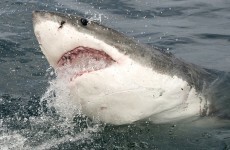 Australia closes beaches as bodyboarder fights for his life after shark attack