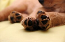 Puppy 'melted to death' after being locked in boot of car