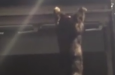 This video of tipsy Wexford pub-goers trying to save a cat from falling is priceless