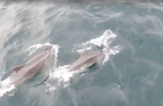 Watch: Stunning footage of a very close-up dolphin encounter off Malin Head