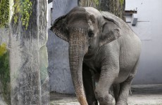 Elephant kills keeper and runs into the jungle with three tourists