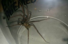 Yes, massive spiders are invading Irish homes and here’s why