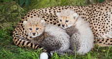 What would you name these lion and cheetah cubs?