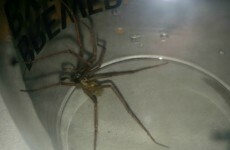 Here's why massive spiders are invading Irish homes right now