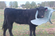 Here's what went viral today: Friday