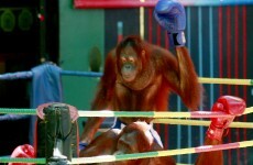 'Some people just care about money': Thailand under pressure over bizarre animal shows