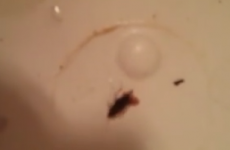Homeless family finds cockroaches in their hotel bathroom