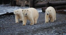 Hungry polar bears trap researchers in weather station