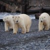 Hungry polar bears trap researchers in weather station