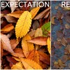 Irish Autumn: Expectations Vs The Unavoidable Reality
