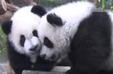 Watch the world's only panda triplets play together