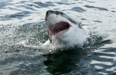 Man in his 60s "bitten to the bone" in Australia shark attack