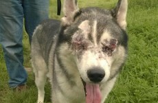 Vets remove dog's eyes after he was shot with a pellet gun