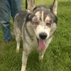 Vets remove dog's eyes after he was shot with a pellet gun