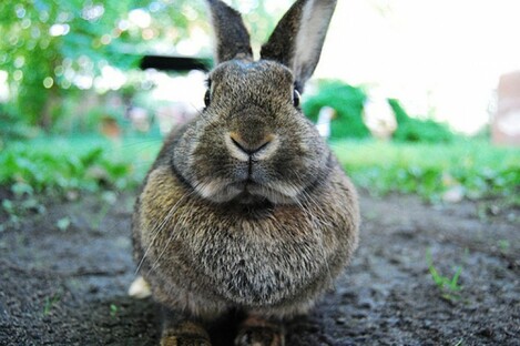 File photo of a rabbit. 