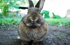 Hero rabbit saves family's life - but dies afterwards