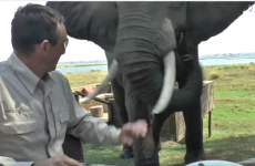 Watch: Elephant sneaks up on Irish tourist and knocks him over