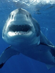 Top 8... countries for shark attacks