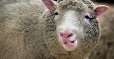 Remember Dolly? There may not be another as EU steps closer to full cloning ban