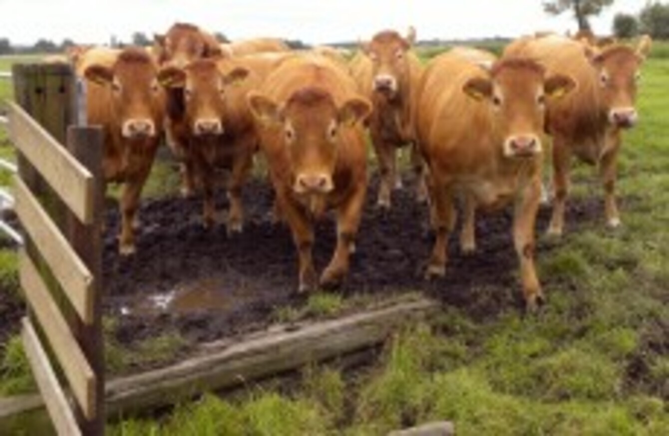 Cowpatgate Cork farmers told to clean up after their cattle