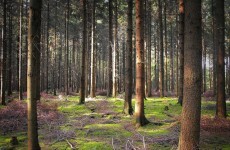 Living wild: Germany’s ‘forest boy’ joins long list of mysterious survival tales