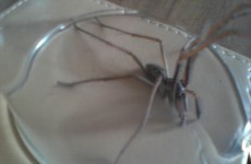 11 truly horrifying spiders found in Irish homes this year
