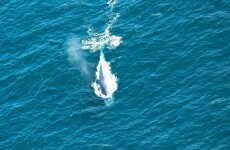 PHOTOS: Irish Air Corps spot whales off Galway coast