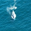 PHOTOS: Irish Air Corps spot whales off Galway coast