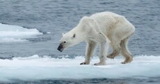 Shocking photo of emaciated polar bear goes viral