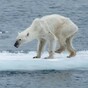Shocking photo of emaciated polar bear goes viral