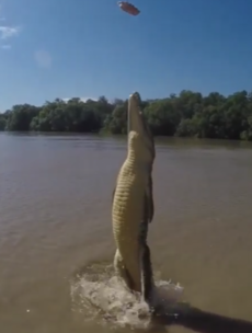 This terrifying video shows a crocodile propelling itself out of the water with ITS TAIL