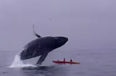 Watch: Kayakers 'almost crushed to death' by humpback whale