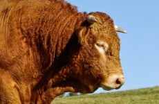 Man dies and twin brother injured after bull attack in Donegal